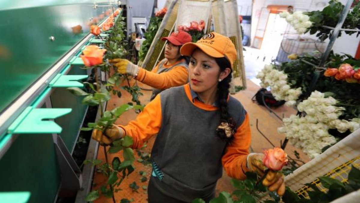 La industria florícola se recupera de a poco, tras meses de pérdidas generadas por la pandemia.
