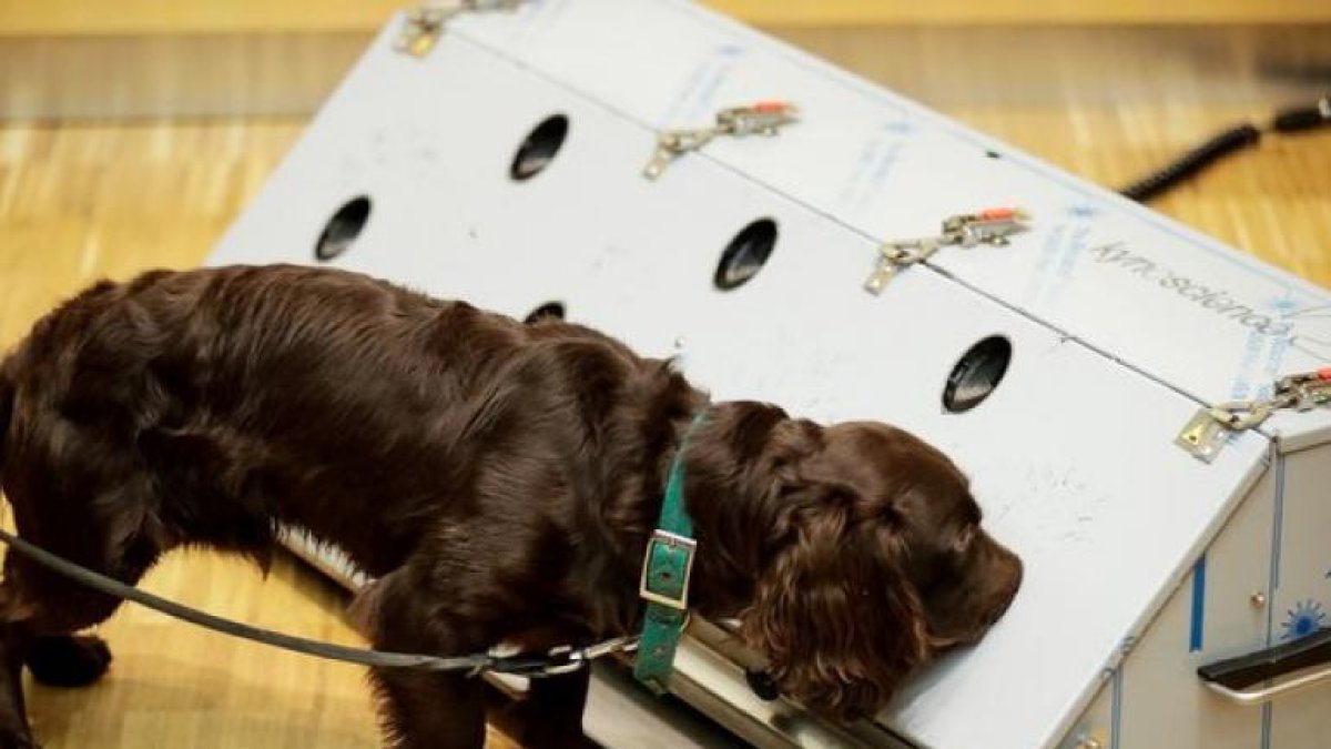 En India, los canes ayudan en la detección del también llamado virus de Wuhan.