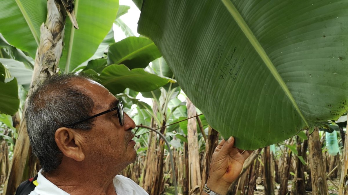 Ecuador tiene un rendimiento promedio todavía bajo de cajas por hectárea en relación a los demás países de América Latina.