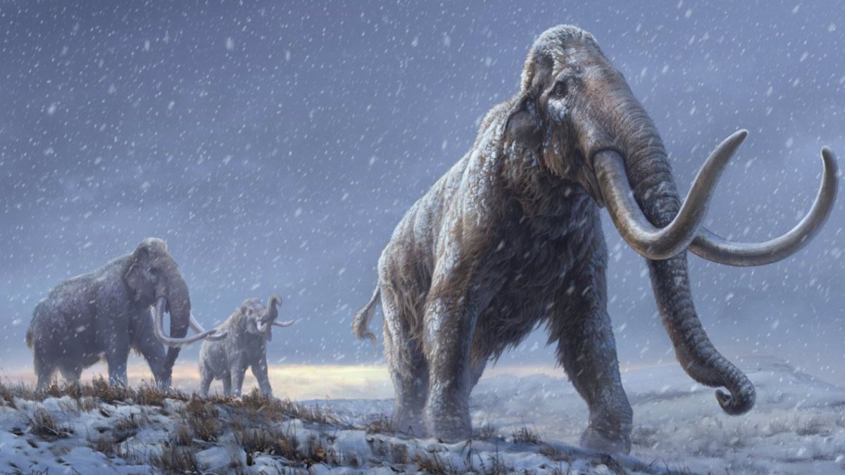 Ilustración. El ADN más antiguo del mundo revela cómo evolucionaron los mamuts.