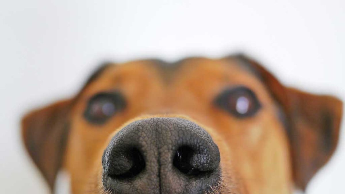 Numerosos estudios han demostrado que los perros adiestrados pueden detectar cánceres como los de pulmón, mama, ovarios, o vejiga, simplemente a través del olfato, y pueden llegar hasta un 99 % de éxito en el caso del de próstata.