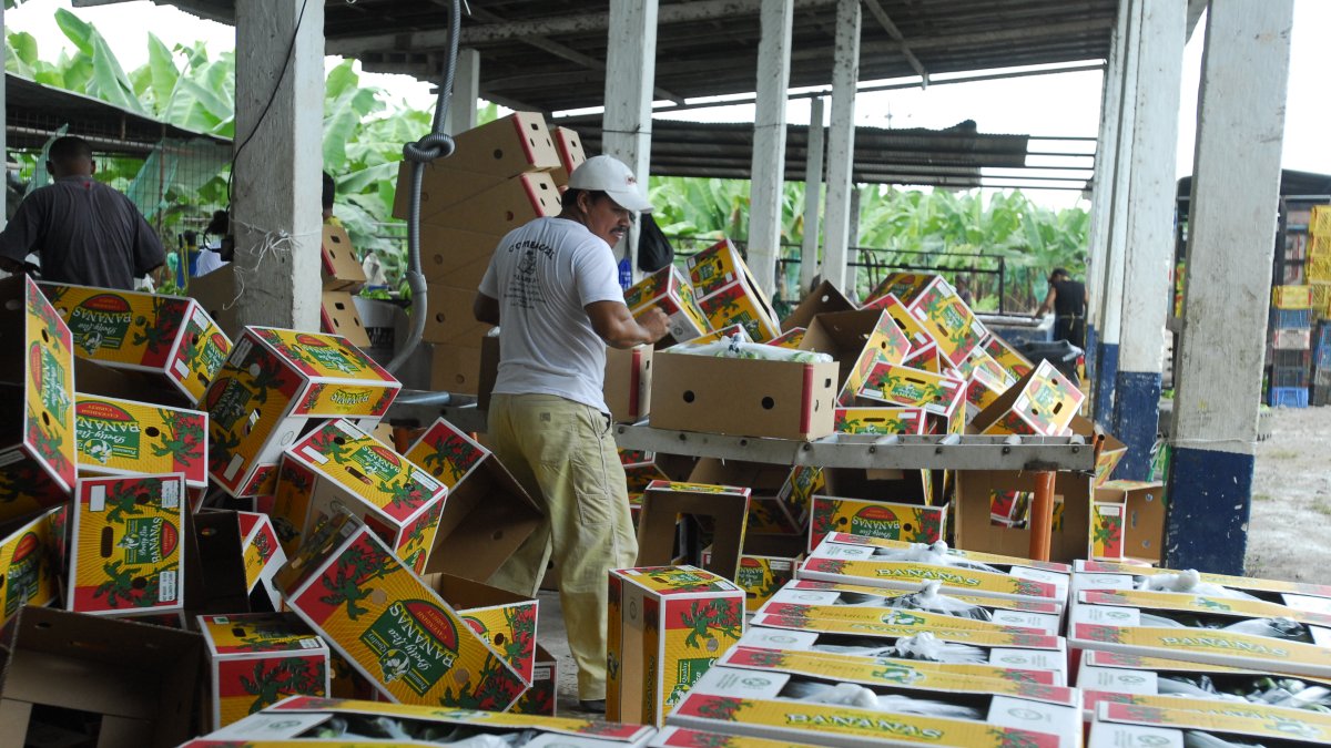 El banano creció casi un 7 % en exportaciones durante el 2020.