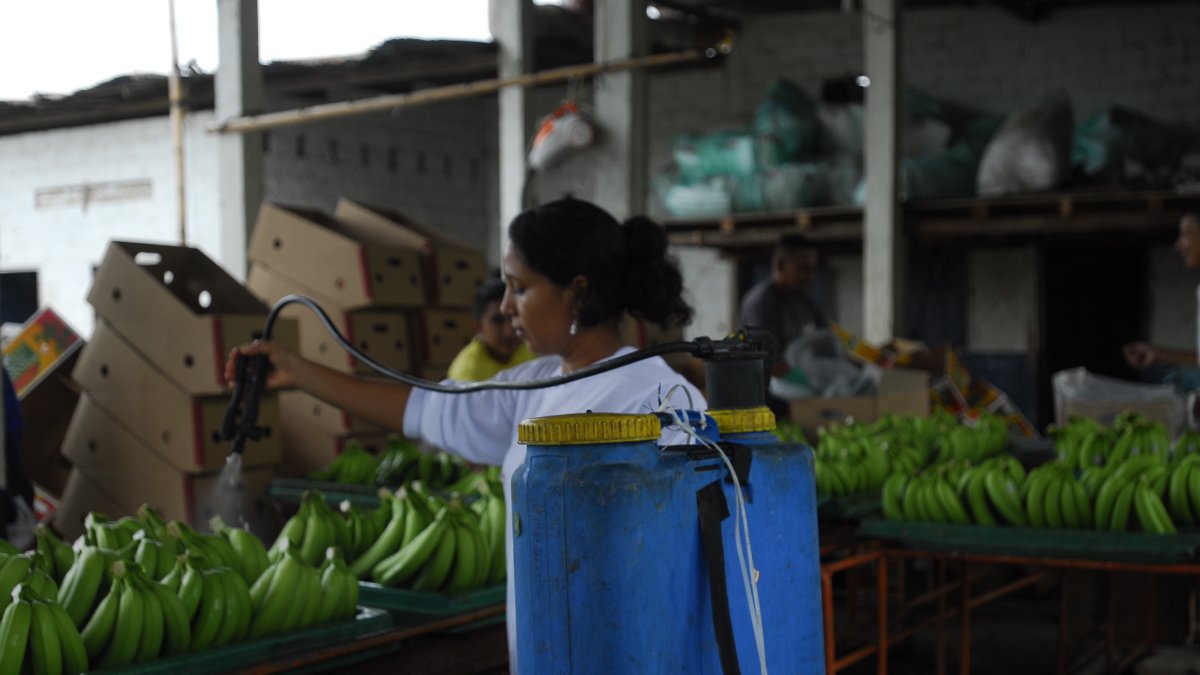 En Ecuador existen alrededor de 250.000 hectáreas sembradas.