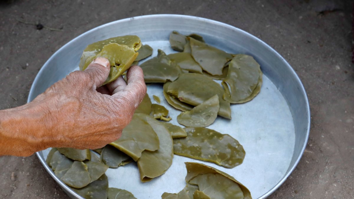 Los habitantes de yuna aldea yemení han tenido que alimentarse de las hojas de una planta para sobrevivir en medio de la guerra