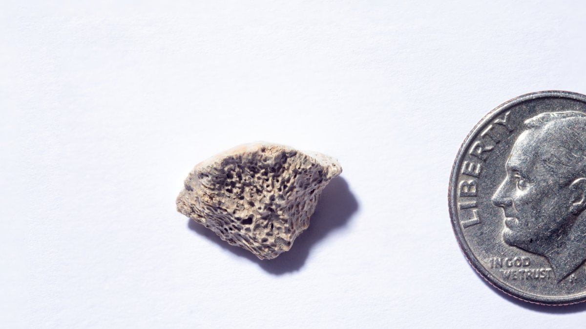 Imagen del fragmento de fémur, hallado en el sudeste de Alaska, de un perro que vivió allí hace unos 10.150 años.