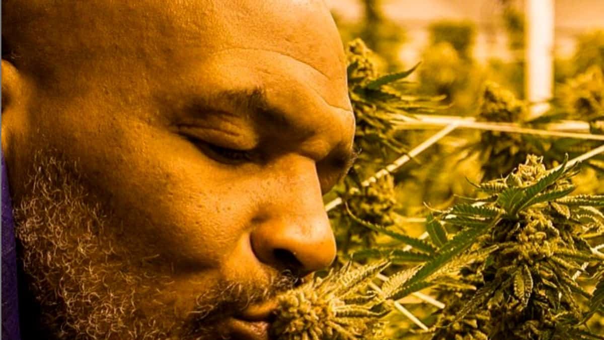 Sembrar y vender cannabis representó una tabla de salvación para Mike Tyson.