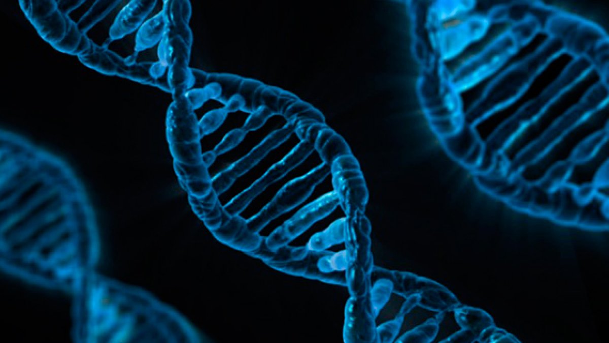 El equipo internacional de investigadores exploró con elevada resolución 64 genomas de personas de los cinco continentes e identificó 