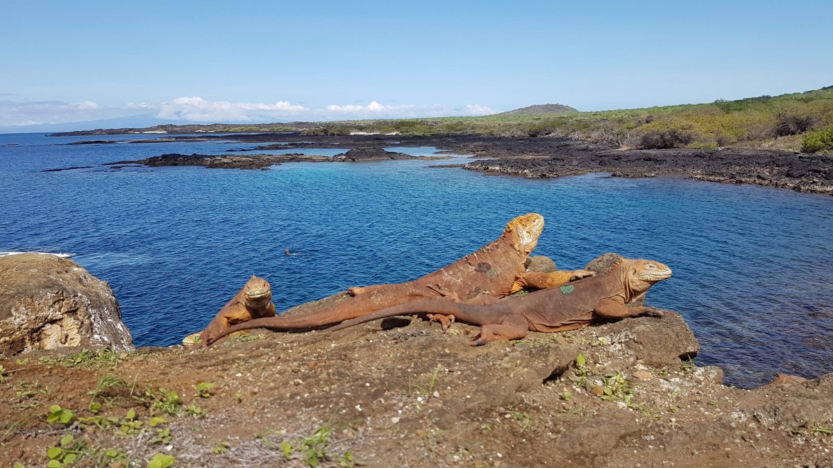Fotografía que muestra la reinserción de 461 iguanas terrestres, en la isla Santiago, Galápagos.