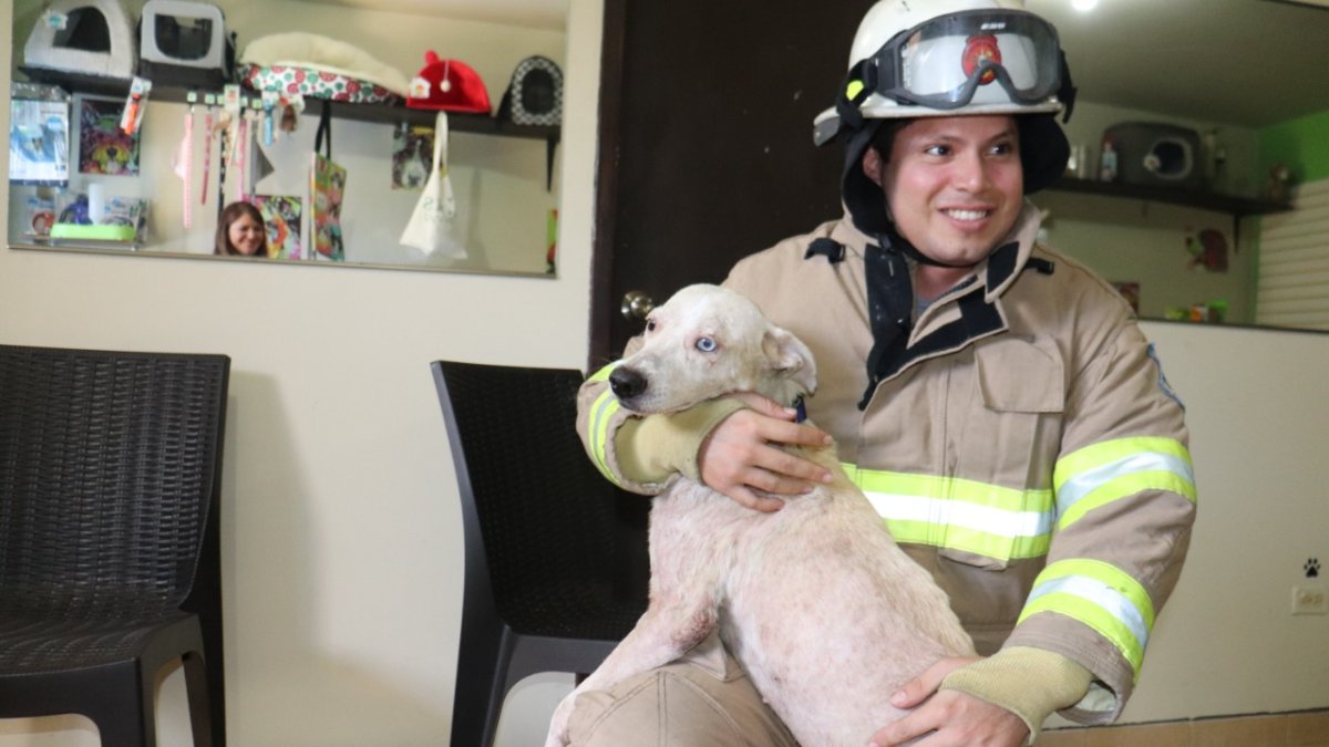 Uno de los animales que fue rescatado hace poco por los bomberos.