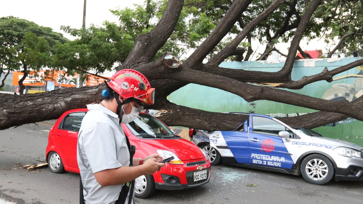 Hecho. El incidente ocurrió la tarde del pasado lunes. Tres vehículos quedaron aplastados por la caída del árbol.