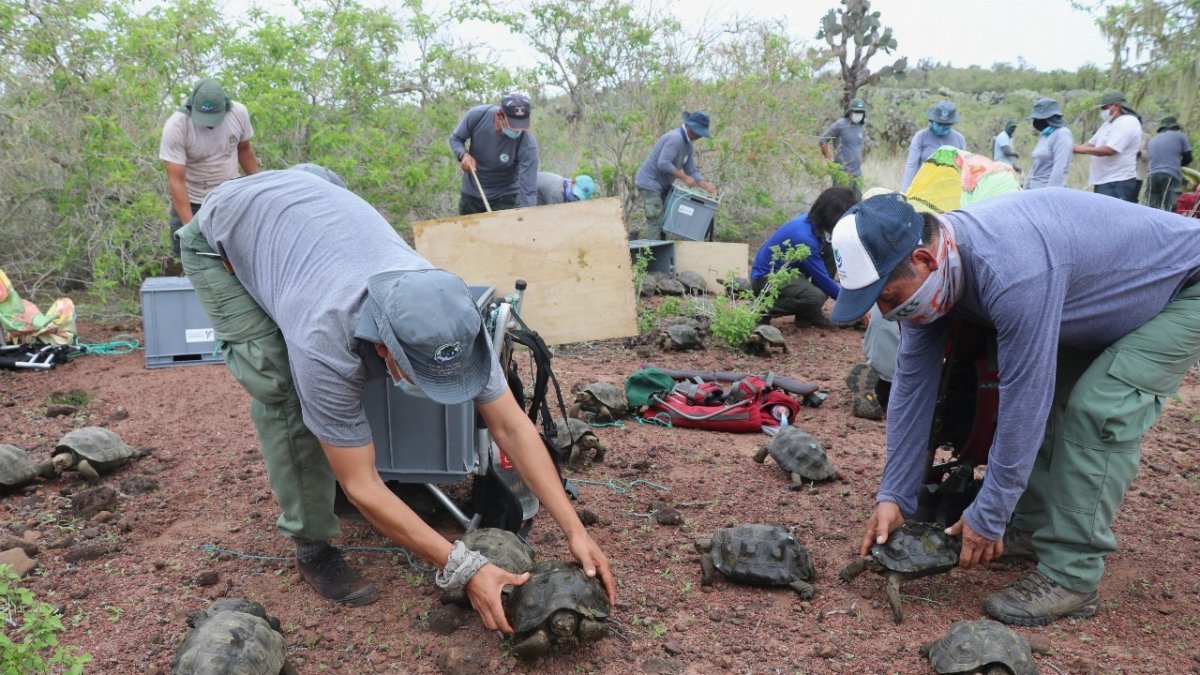 Muestra de la liberación de 191 tortugas gigantes juveniles, en la isla Santa Fe, en el centro del archipiélago de Galápagos.