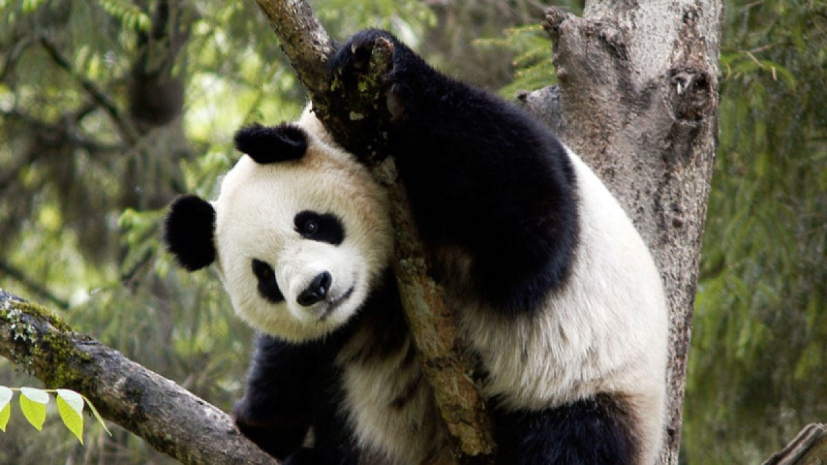 Según el informe 'Planeta Vivo 2020' de WWF, las poblaciones mundiales de mamíferos, aves, anfibios, reptiles y peces ”han sufrido una disminución promedio de dos tercios en menos de medio siglo”.