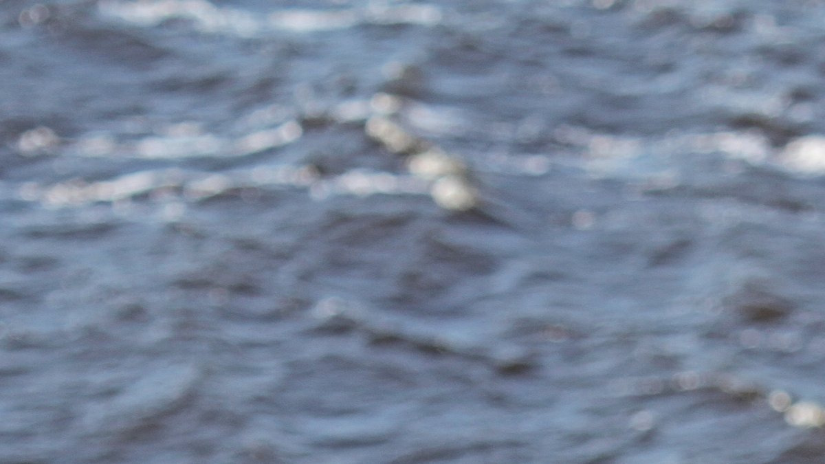 Imagen de un halcón peregrino marcado para el estudio.