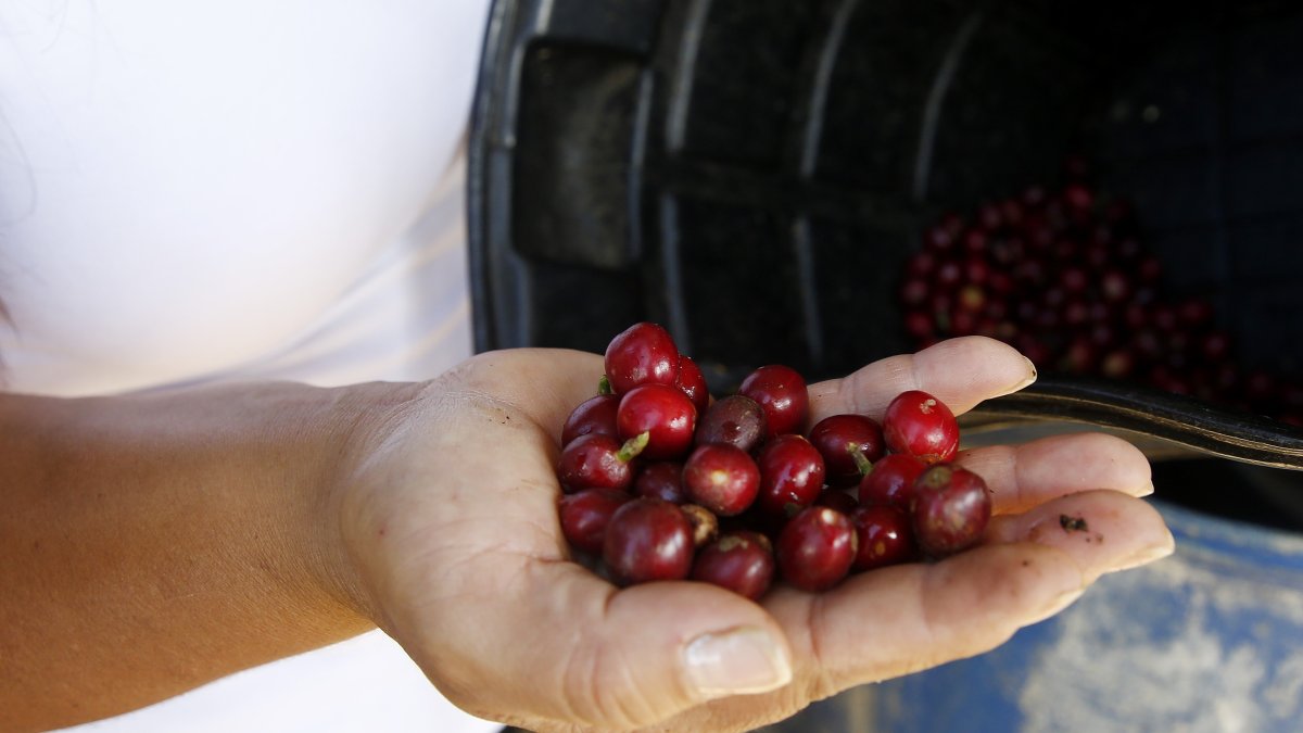 Según la Federación Nacional de Cafeteros (FNC), se produjeron 1.107.000 sacos de 60 kilogramos de café el mes anterior.