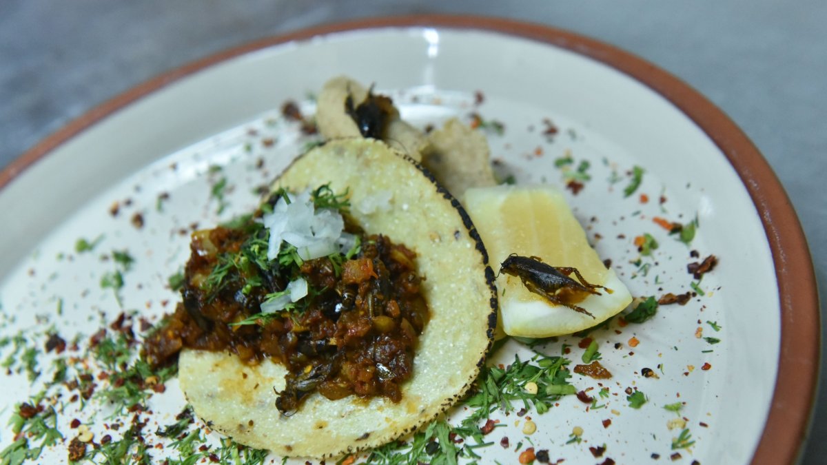 EN EL RESTAUTANTE VIVA ZAPATA SE PREPARAN TACOS DE SALTAMONTES 





04 de marzo de  2021

KARINA DEFAS 

Agencia (ag-expreso ag-extra ag-quito)