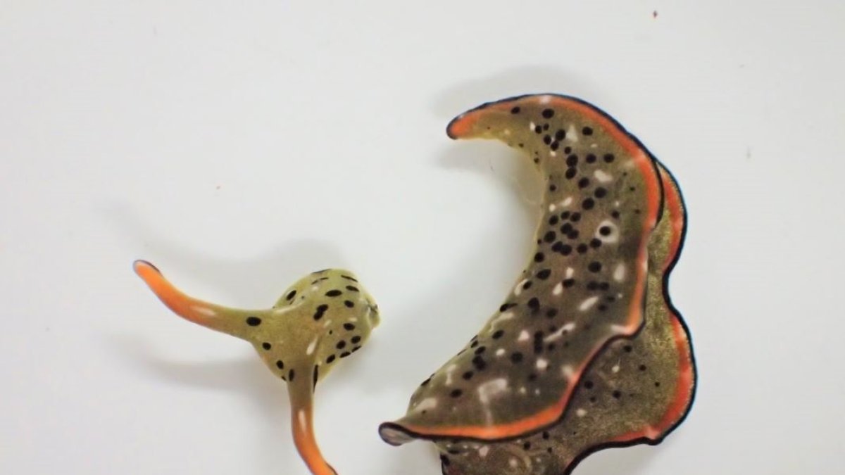 Cabeza y cuerpo de una Elysia cf. marginata, un día después de la separación. El cuerpo desprendido es mucho más pesado (>80% del peso total) que la cabeza.