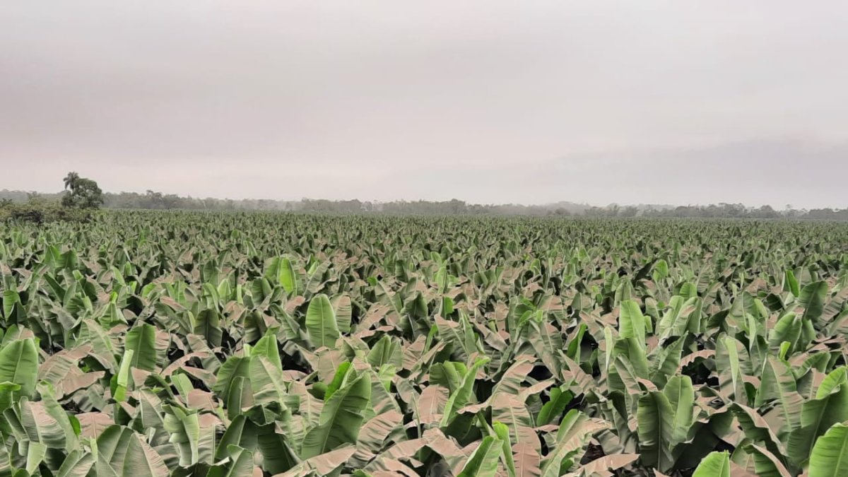La ceniza afecta los rendimientos según su permanencia.