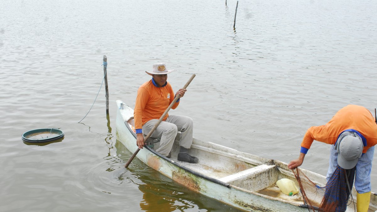 La producción se mantiene en las piscinas y los precios suben levemente.