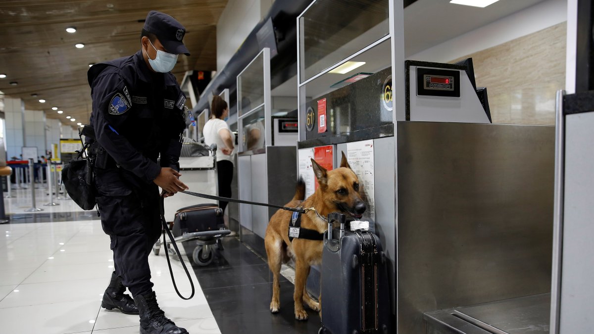 Las razas de estos perros son labradores, pastor belga malinois, pastor belga, golden retrievers y pointer alemán.