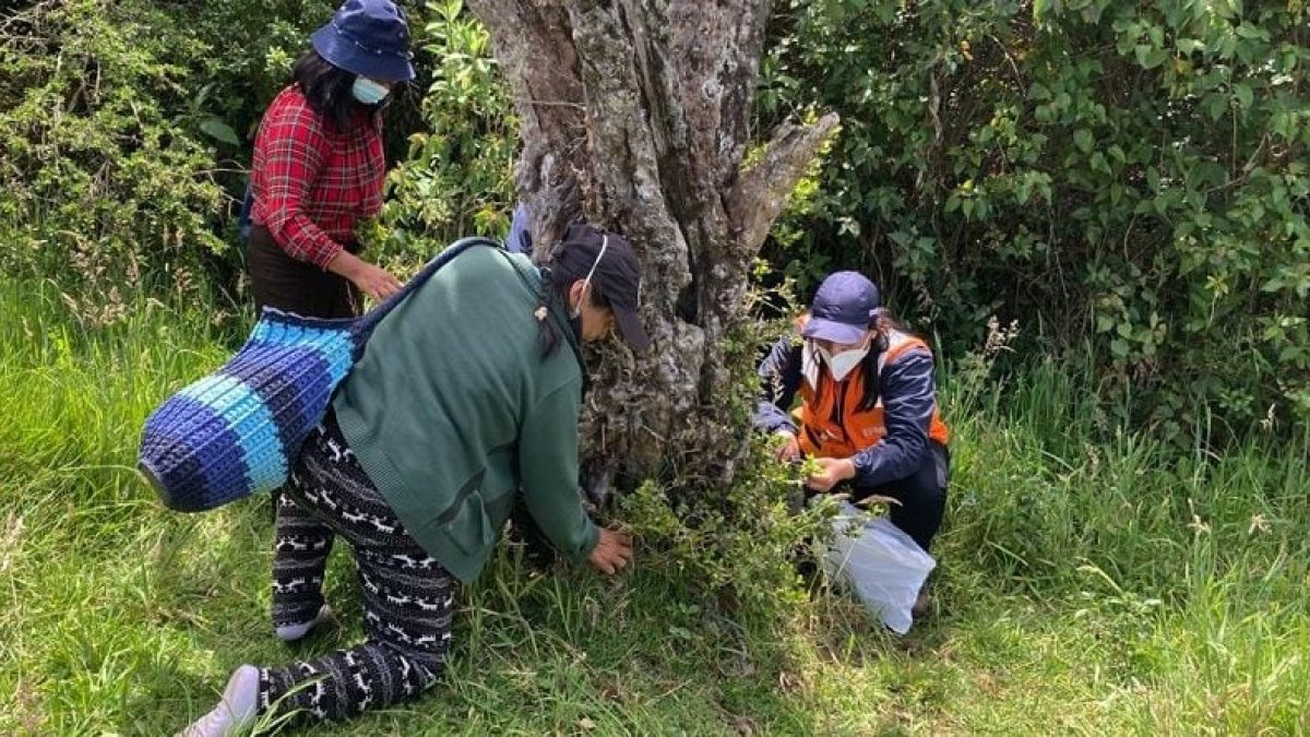 Brigadas de reforestación se llevan a cabo los fines de semana.