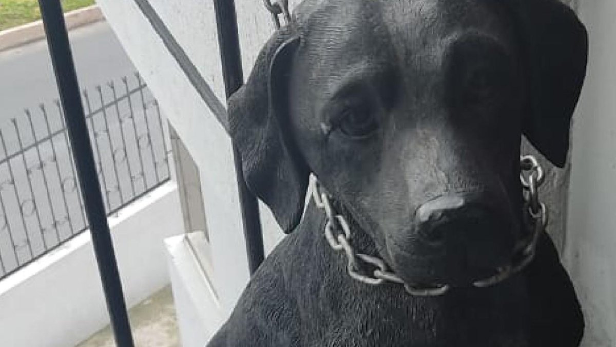 La AMC acudió a un falso llamado.