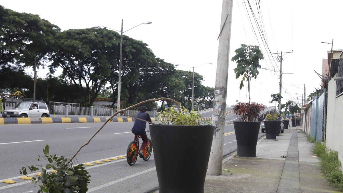 Situación. Al menos cuatro árboles están inclinados a lo largo de la arteria.