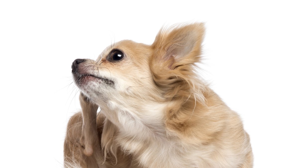 Si tu perro comienza a rascarse seguido, es mejor que lo lleves al veterinario.
