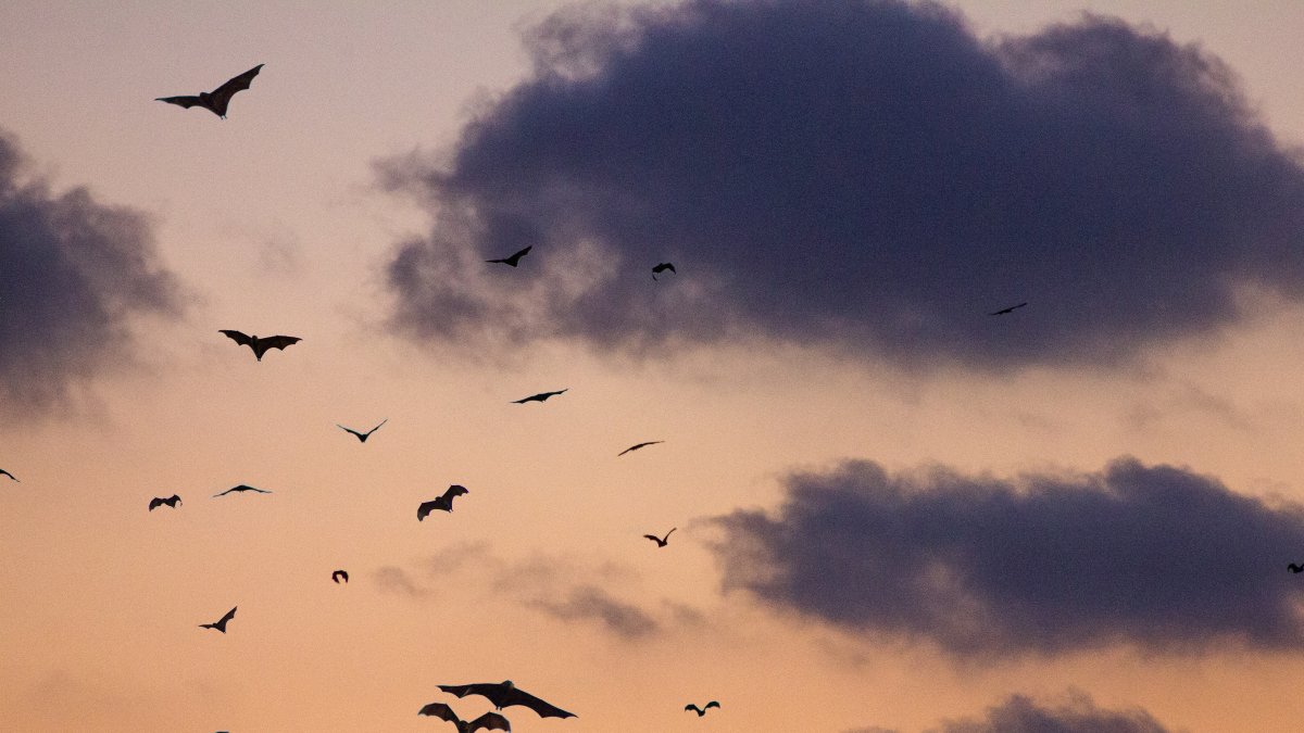 Imagen referencial. La nueva especie de murciélagos fueron recolectados en los límites de los dos ecosistemas, lo que sugiere que podrían vivir no solo en los bosques secos.