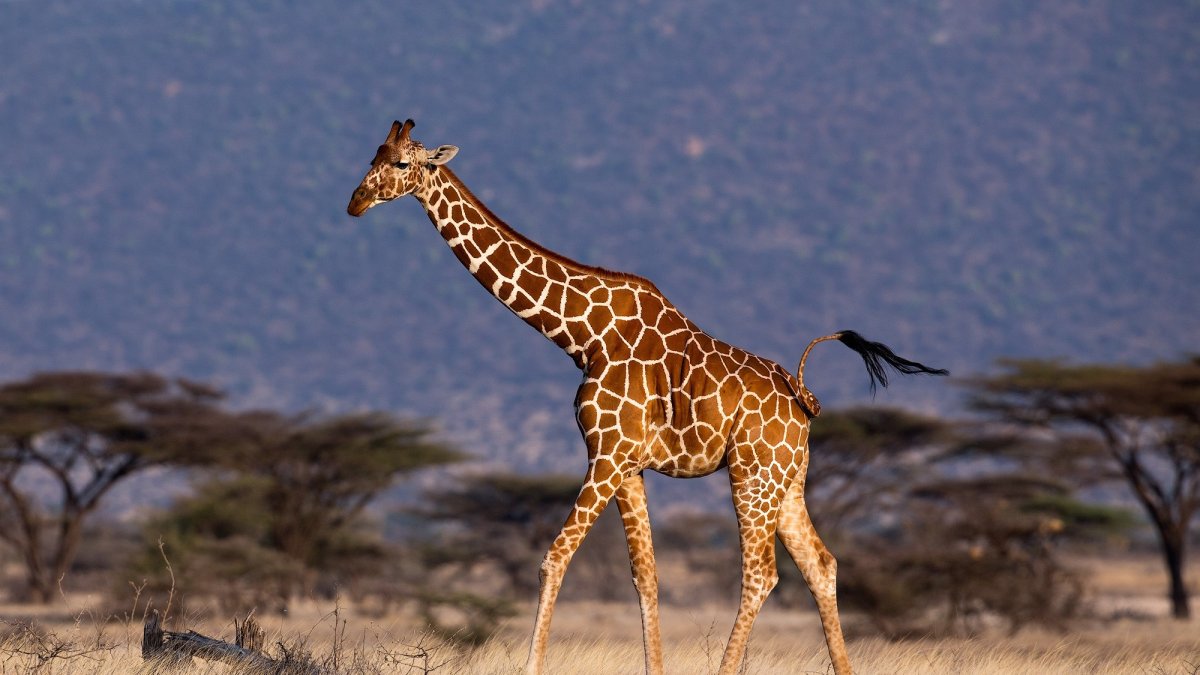 Con su excepcional anatomía y sus adaptaciones evolutivas, la jirafa es un caso excepcional de evolución y fisiología animal.