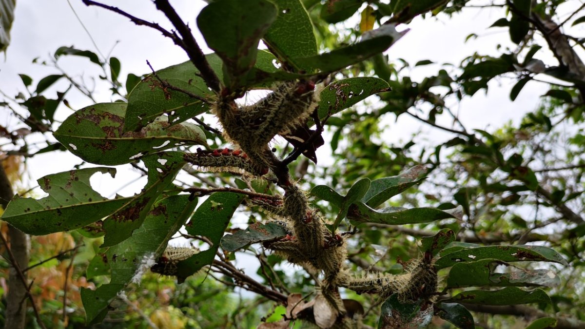 Habrá acceso a investigaciones de plagas (como  los gusanos) y enfermedades.