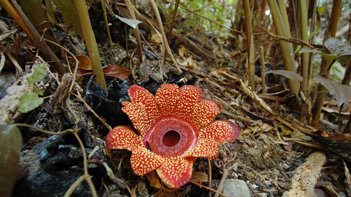 Una rafflesia en el Jardín Botánico 
