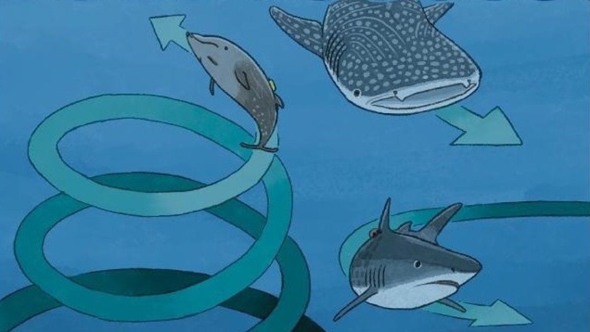 Esta imagen muestra el comportamiento en círculos de varios animales marinos.