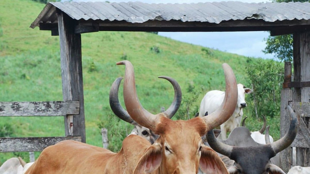 Ecuador es autosuficiente para cubrir demanda nacional de carne bovina, por ello este sector apunta a la exportación.