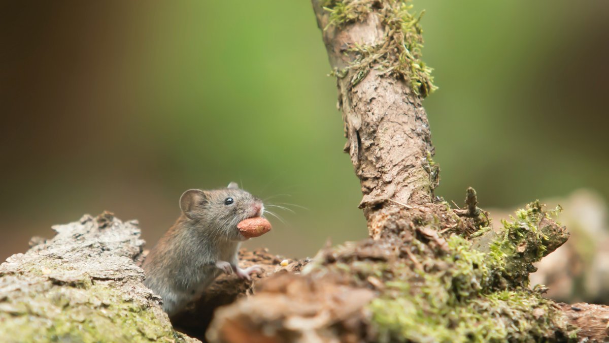 Referencial. El nuevo atlas proporciona una guía en profundidad para analizar el esqueleto del ratón, que se utiliza como modelo para el estudio de enfermedades humanas.