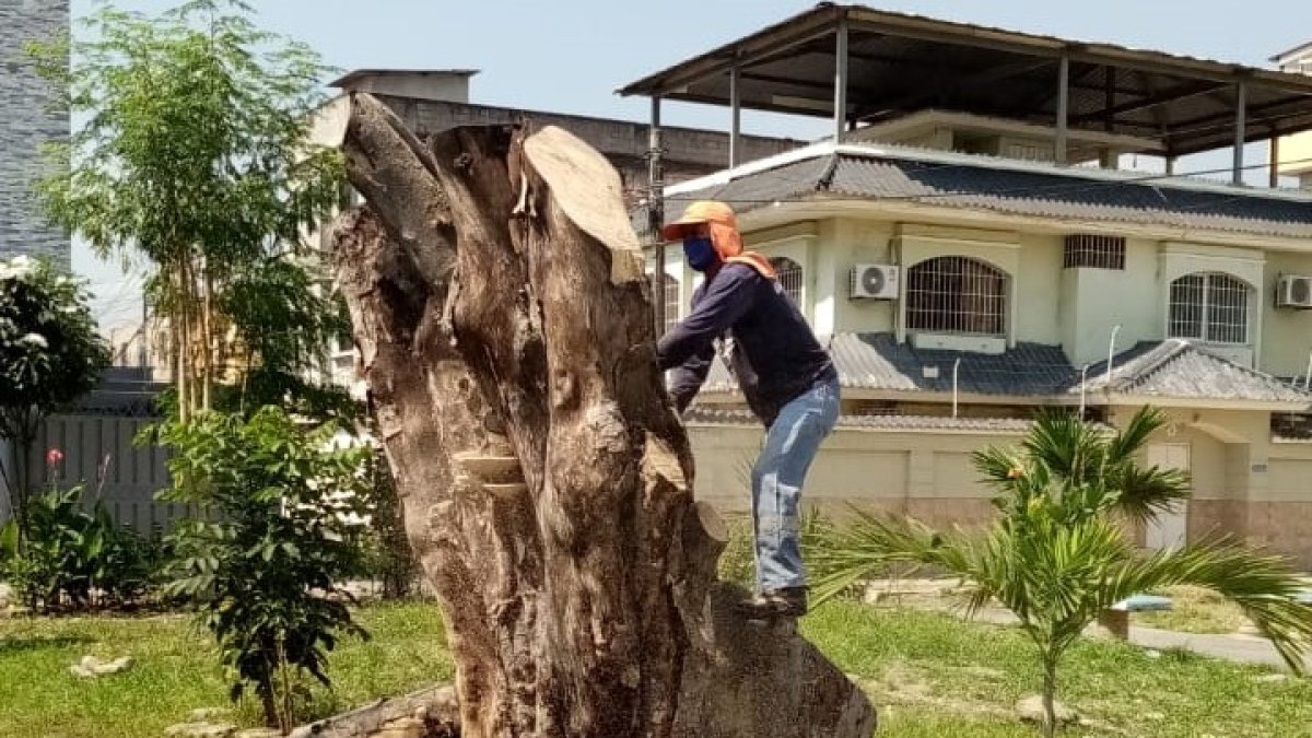 Las especies fueron taladas casi en su totalidad. Se espera que pueda renacer.
