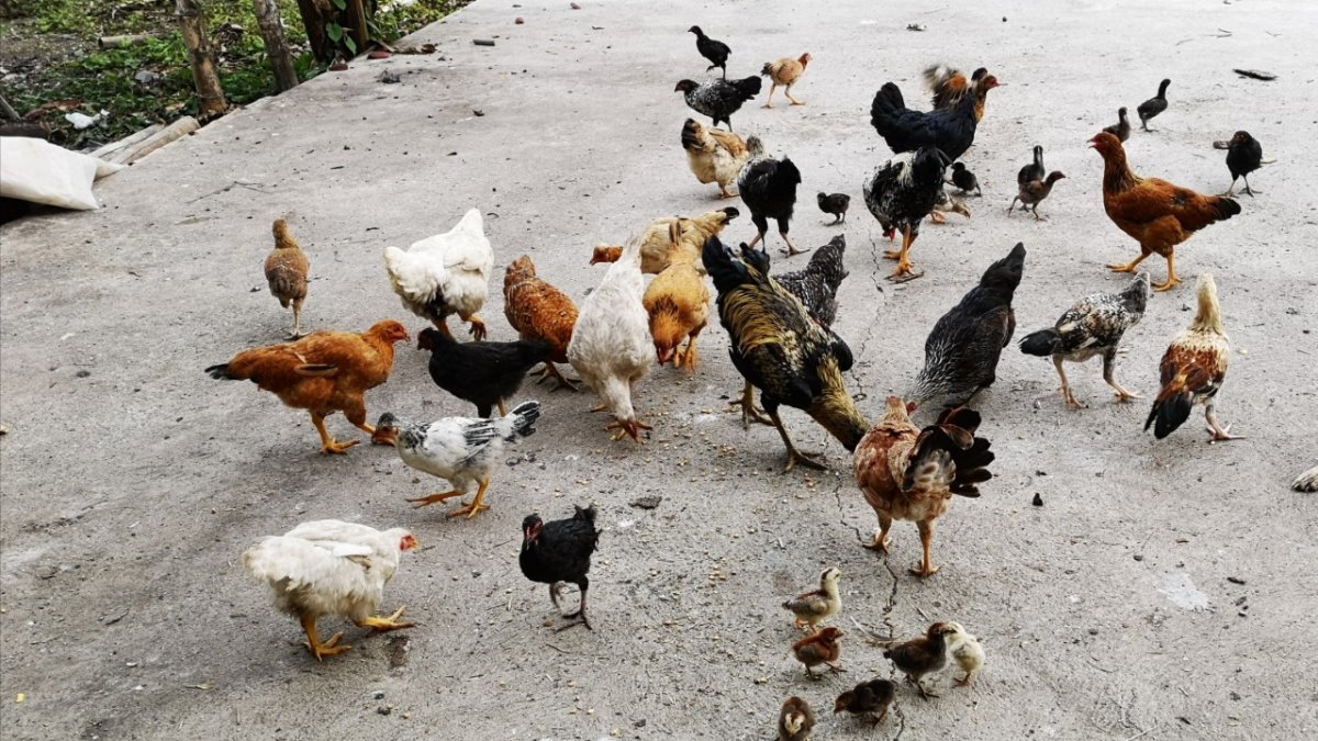 La empresa produce alimento para animales.