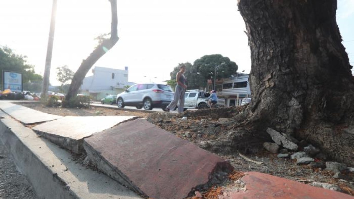 Este es el estado de los parterres de Sauces.