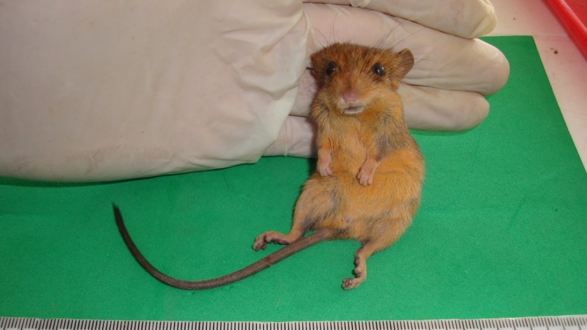 Un roedor Rhagomys septentrionalis, hermano del Rhagomys longilingua, un género suramericano de la tribu Thomasomyni y de la familia Cricetidae, que se suele encontrar en el sureste de Perú, en Bolivia.