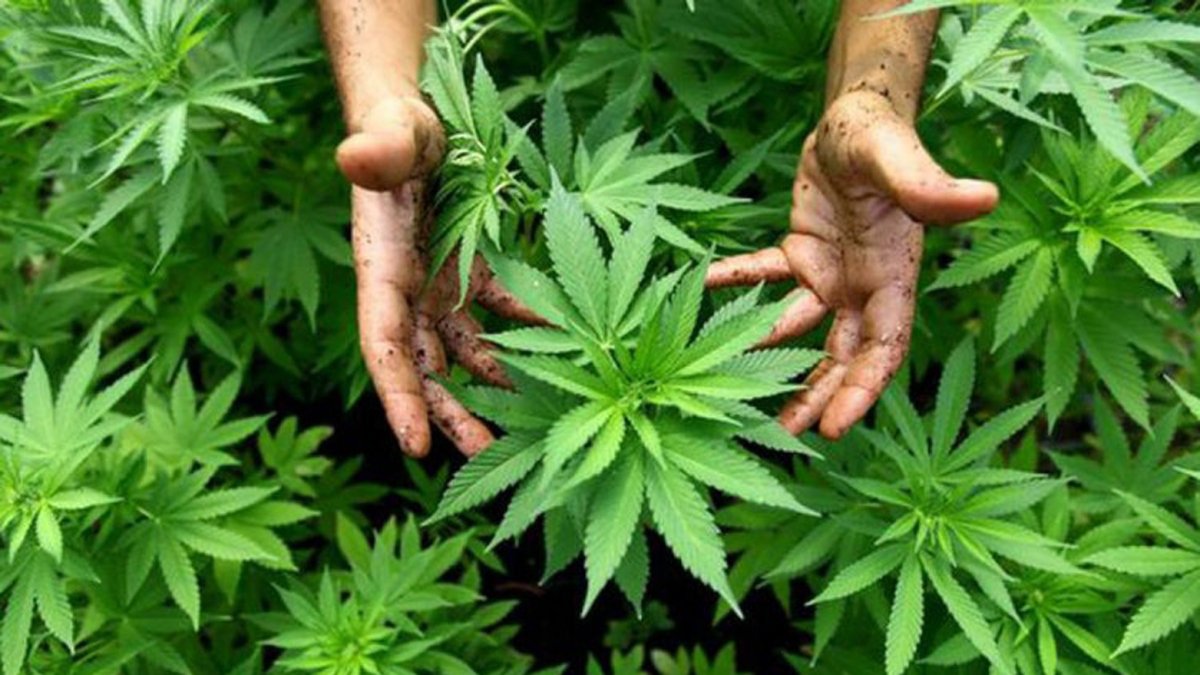 Cultivo. En varios países el cáñamo se cultiva en invernaderos, pero en Ecuador se la sembrará a cielo abierto.