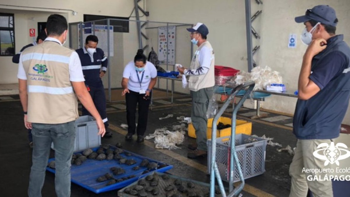 La detección se hizo gracias a las máquinas de rayos X y la experiencia de los operadores del aeropuerto.