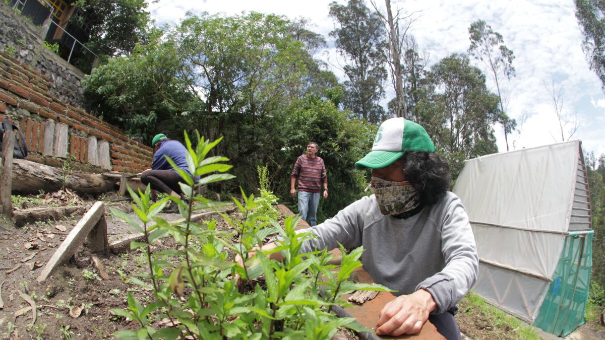 A raíz de la pandemia, los socios y voluntarios acuden al huerto dos veces por semana para cultivar las frutas y verduras y preparar sus otras ofertas.