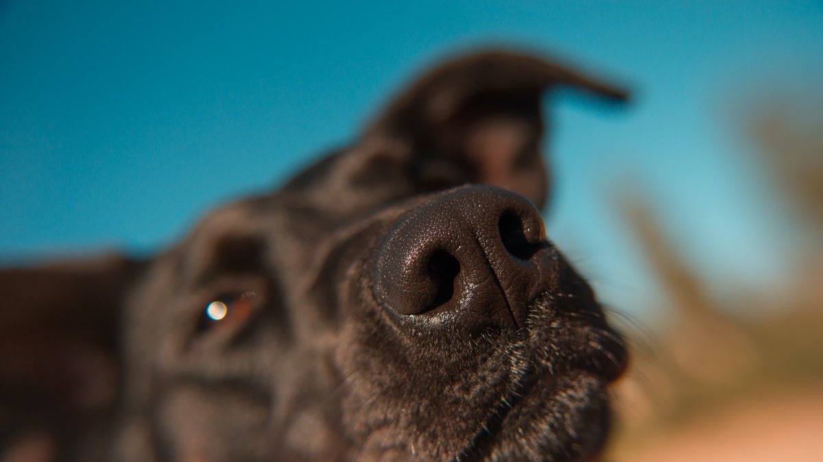 Referencial. Un perro entrenado puede tardar unos 10 segundos en reconocer un caso positivo, una prueba rápido tarda de 20 a 30 minutos en dar un resultado y al menos 24 horas el test molecular.
