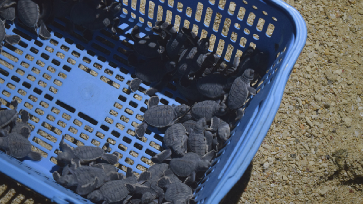 La edad de las tortugas no supera los tres meses y su caparazón es extremadamente joven.