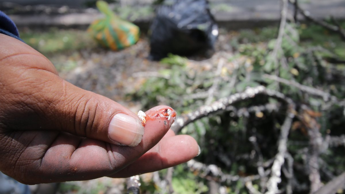 Aspecto. Esta es la afectación que se registra en las ramas por una de las plagas que afecta a los árboles.
PERIODISTA : BLANCA MONCADA 

FECHA : 22/03/2021 

Agencia (ag-extra)