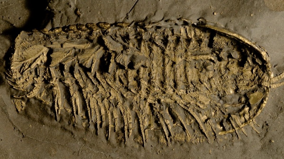 Fósil de trilobite conservado en pirita.