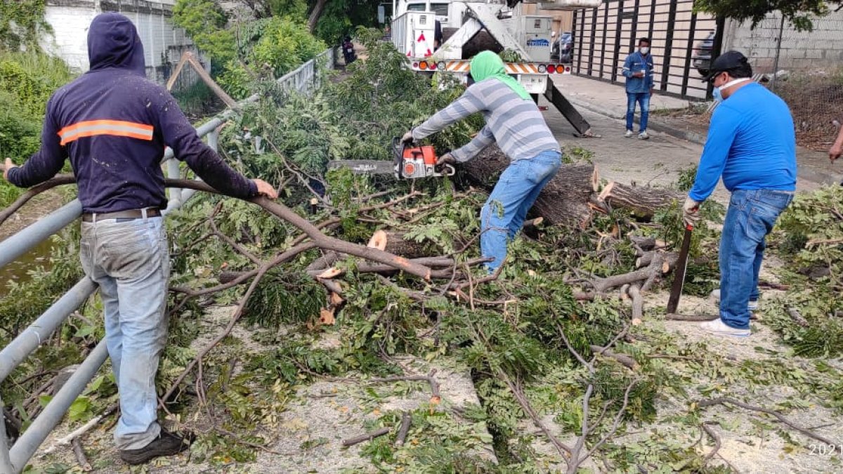 Momento en el que el samán fue retirado por personal municipal.