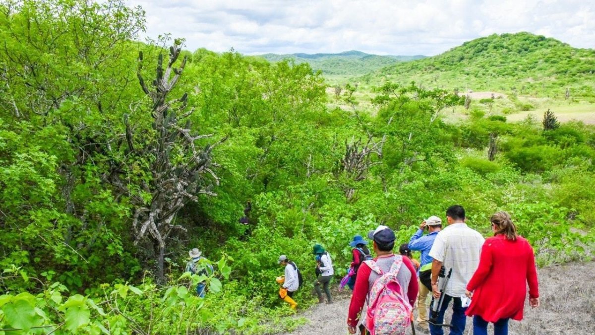 Recorrido. Los comuneros acuden en busca del palo santo en lo alto de la cordillera que atraviesa la península de Santa Elena.