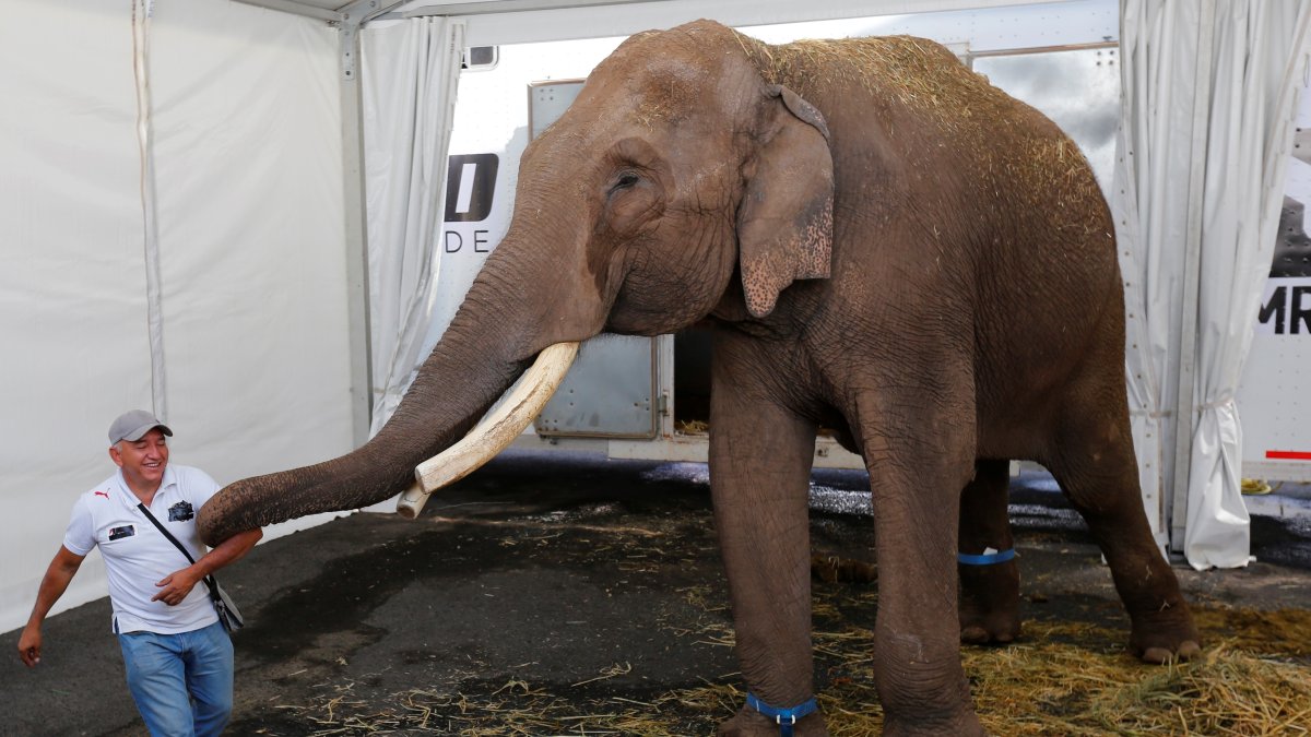 Un elefante asiático de circo, es trasladado hoy, martes al Zoológico de Culiacán desde la ciudad de Guadalajara, estado de Jalisco (México).