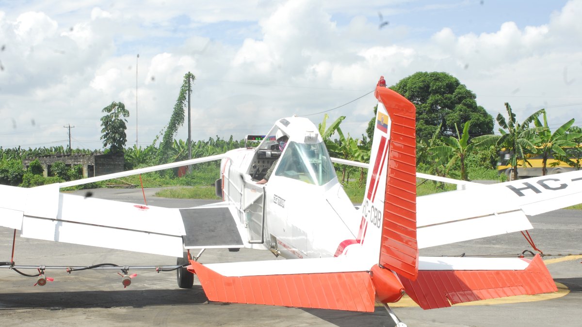 El costo del control fitosanitario es alto. La sigatoka exige fumigación aérea.
