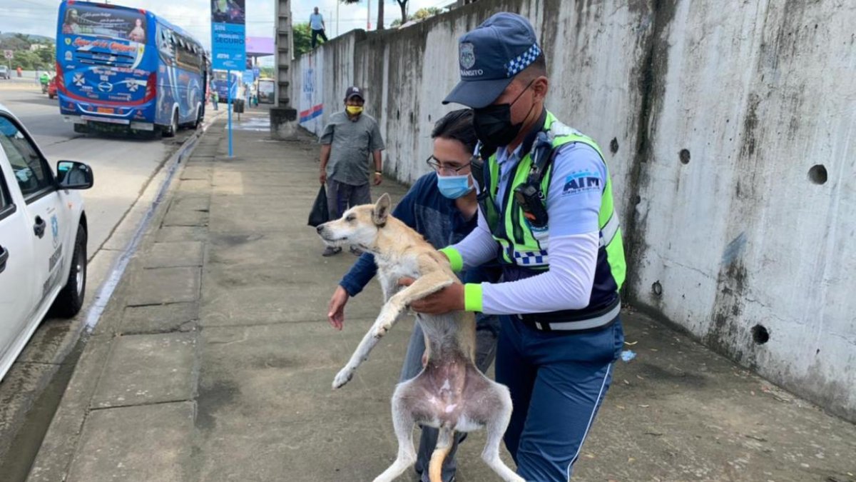 Un carro atropelló a la mascota, que luego del incidente quedó tirada en medio de la avenida Francisco de Orellana.